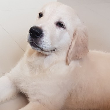 Zeli Pets' Home Grooming