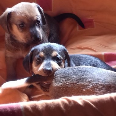 Ambulatorio veterinario natali