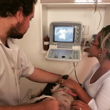 Ortopedista Veterinário