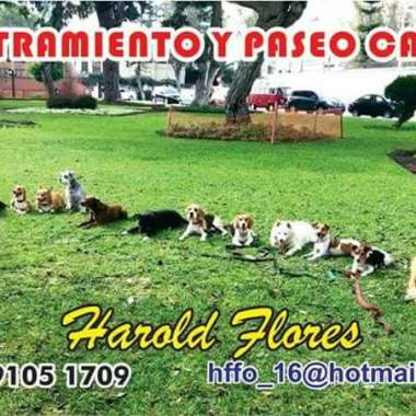 Modificacion de conducta canina harold