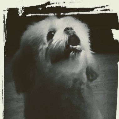 Bay Area Dog Service