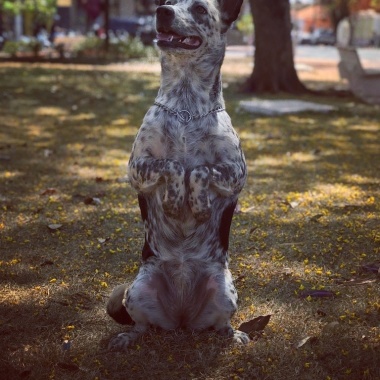 R.A. ADESTRAMENTO DE CÃES