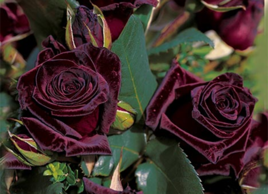 I giardinieri della Rosa Baccara Nera 
