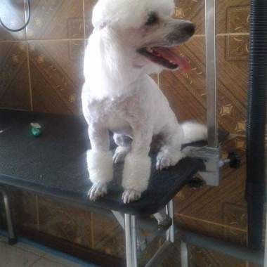 Peluquera canina