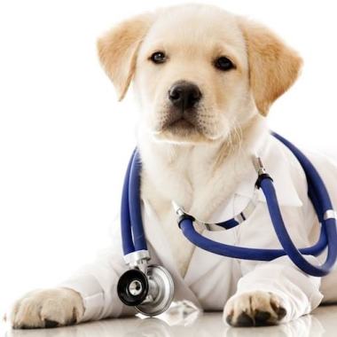 Consultorio veterinario Rey Mascota