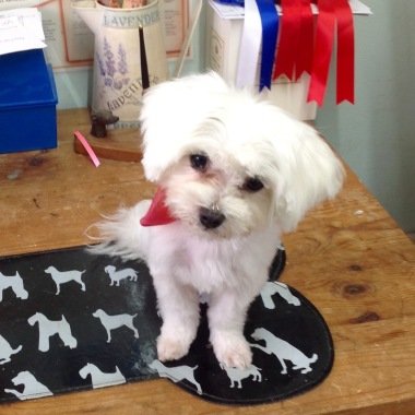 Lurchers' Rest Groomers