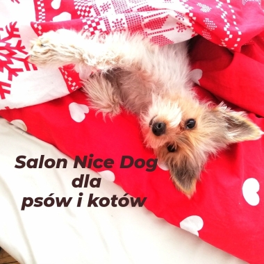 Salon Nice Dog- Strzyżenie i pielęgnacja psów i kotów