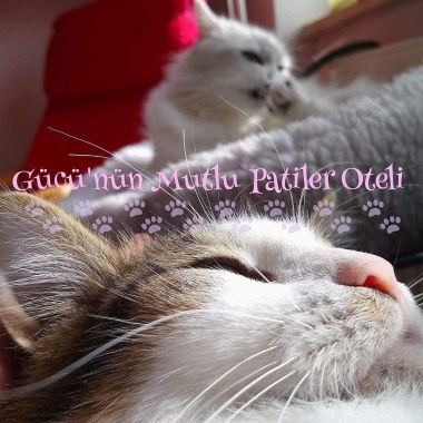 Gücü'nün Mutlu Patiler Oteli