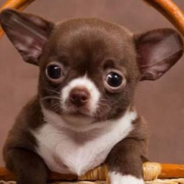 Petland servicios de mascotas