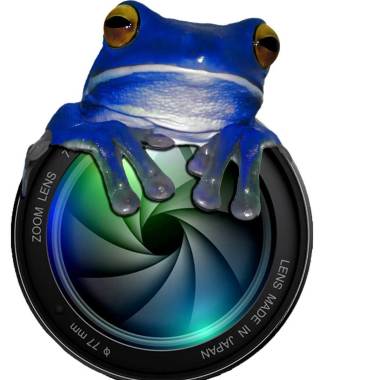 Blue Frog Photographer