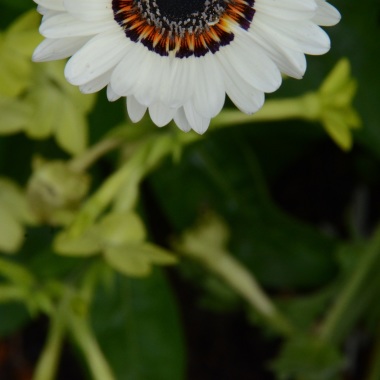 Pink Daisy Photography