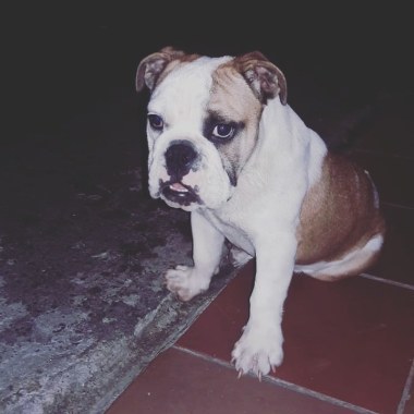 Mundo canino