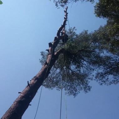 Forestal Silvestre S.L