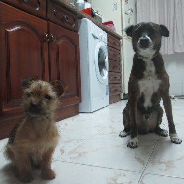 Azeitona Dogwalker