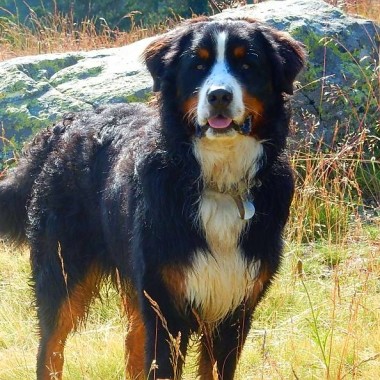 Le chien et vous