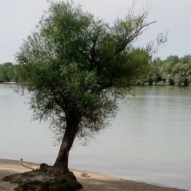 Viri