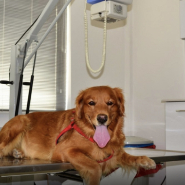 Horoz veteriner kliniği