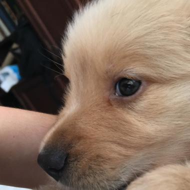 Cata  cuida de  tú mascota!