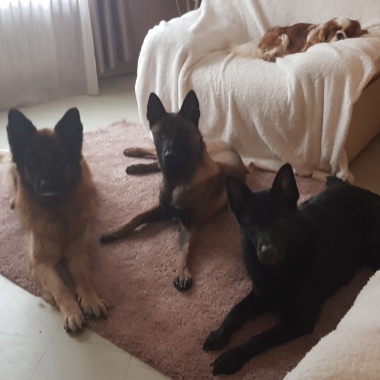 Of Blood Legacy Kennel