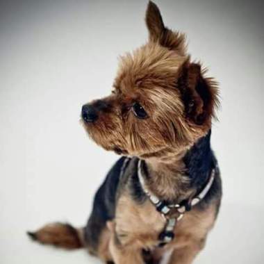 Au Chien Coquet