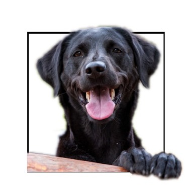 Bourges education canine