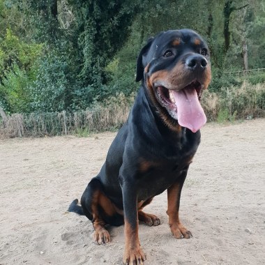 Eden treino canino