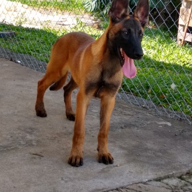 C.t.a.c adestramento de cães