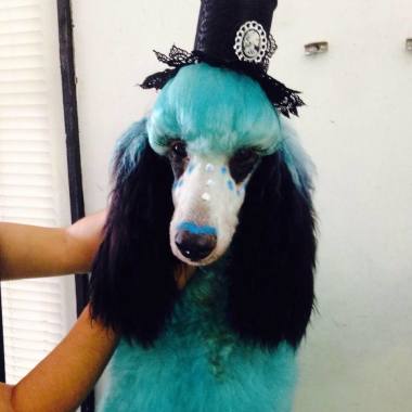 Alpha Pet Grooming