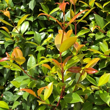 Malveicampo - Manutenção de Espaços Verde, Lda.