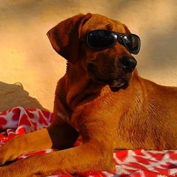 Adiestramiento canino Alejandra Diaz