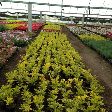 Jardinería y Pastos Lomalinda