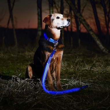 Dog-walker