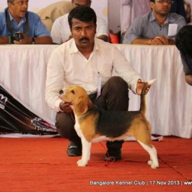 Police dog's squad certified trainer