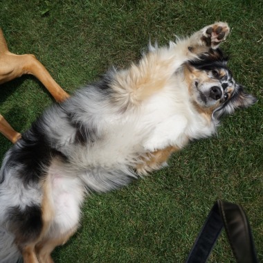 Sandra's Hundetraining