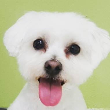 A Perfect Pet