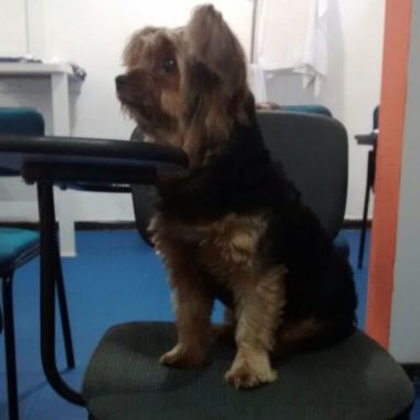 Cachorrinho adestrado