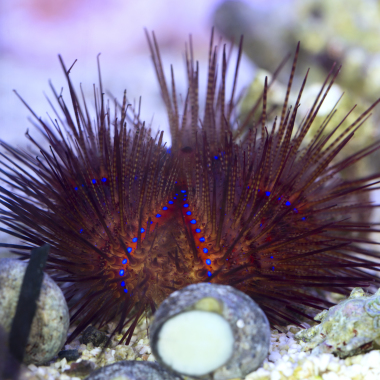 Reef International sas