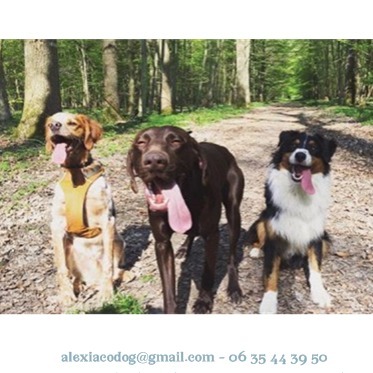 Alexia & Co Dog