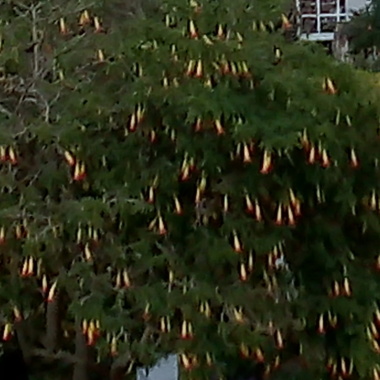Recreación yiyos