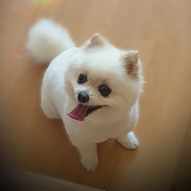Perfect Paws Dog Grooming Folkestone