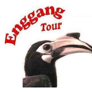 Enggang Borneo Tour (ENGGANG Borneo Indonesia Wisata)