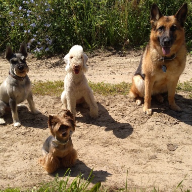 TOP DOG