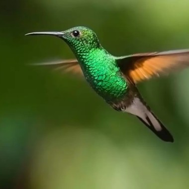 Mastoremata