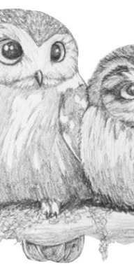 3 Owls Photography