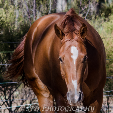 SFD Reflections Photography