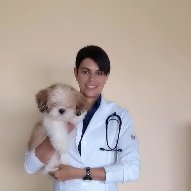 Atendimento veterinário domiciliar 24 h