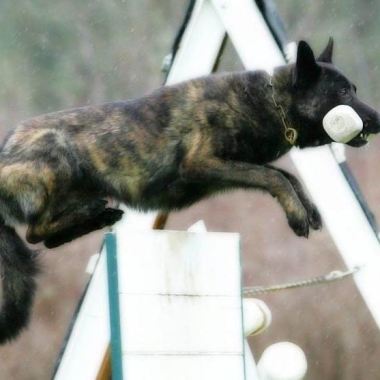 Adiestramiento Canino Lemart