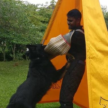 Win on win wow dog training center