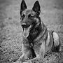 Audrey NOEL Educateur canin