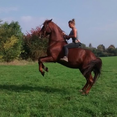 Reitschule Palido